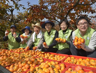 (2012.10.29)농촌일손돕기-경북교육청 감사당담관-청도읍 안인리 감따기