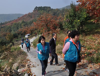 (2013.11.04)농촌일손돕기-대구북구자원봉사센터 모과수확-덕암1리