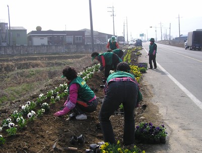 (2008.04.01)새마을 꽃길조성