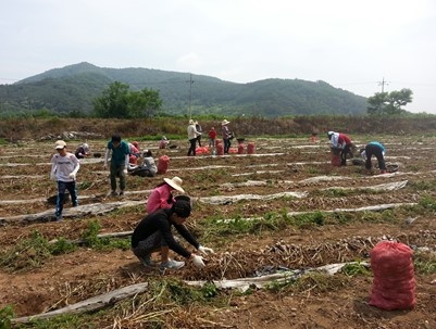 (2014.06.14)대구청소년수련관 농촌일손돕기