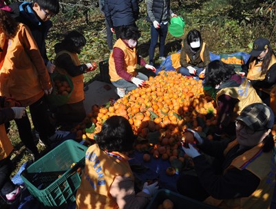 (2015.10.31)농촌일손돕기-두곡리 부산디지털고등학교