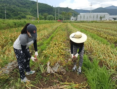 (2016.06.05)농촌일손돕기(흑석마늘수확-부산가족봉사단)