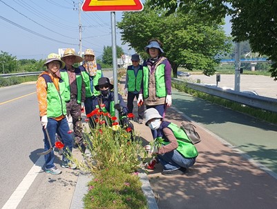 (2025.05.14)청도군 마을정원사 봉사단 - 청도강변 꽃나무 전지